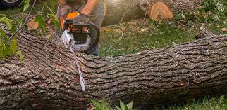 Best Tree Disease Treatment  in Olive Hill, KY